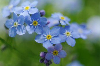 Картинка цветы незабудки природа нежность первоцветы макро флора радость дача май красота голубой цвет весна