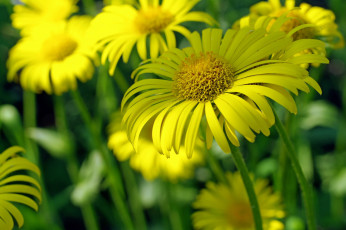 Картинка цветы ромашки май макро нежность красота растения природа жёлтый цвет позитив флора