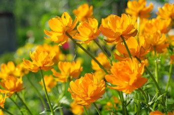 Картинка цветы весна флора растения многолетники май купальницы красота природа позитив жёлтый цвет жарки дача
