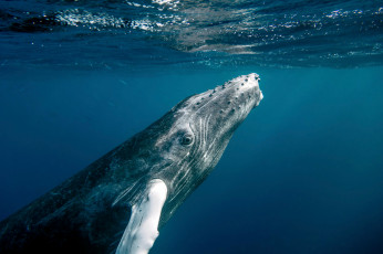 Картинка животные киты +кашалоты горбач