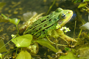 обоя животные, лягушки, лето, зелёный, цвет, пруд, природа, отдых, макро, лягушка, взгляд, вода, водоплавающие