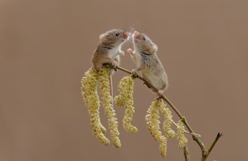 Картинка животные крысы +мыши мышки фон мышь-малютка ветка