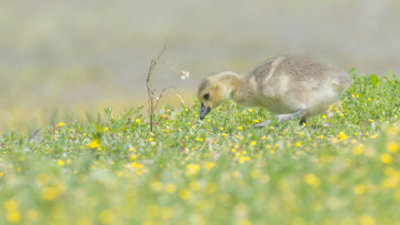 Картинка животные гуси природа гусенок луг цветы трава