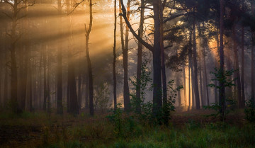 Картинка природа лес утро лучи солнечный свет сосны михаил msh
