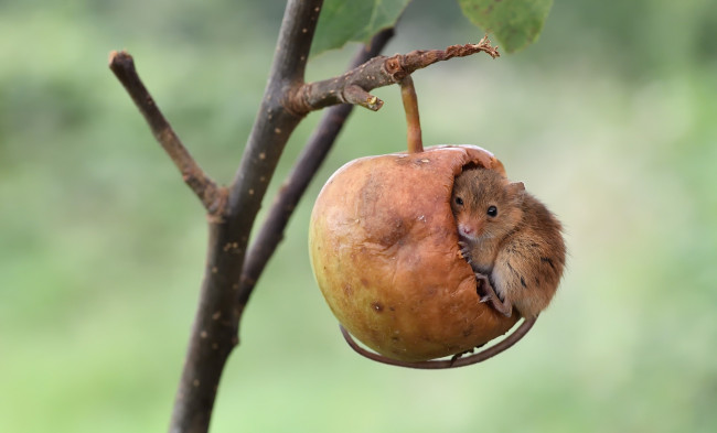 Обои картинки фото животные, крысы,  мыши, мышка, яблоко, ветка, мышь-малютка