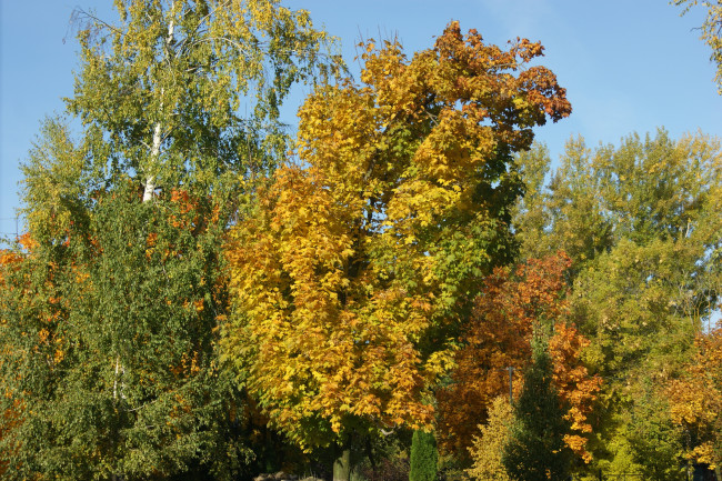 Обои картинки фото природа, деревья, осень, листья, небо