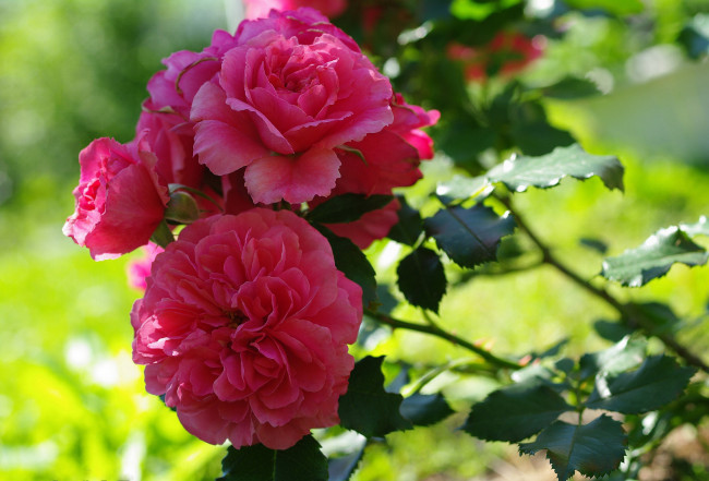 Обои картинки фото цветы, розы, дача, цветение, флора, розовый, цвет, растения, природа, лето, красота, июль