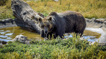 Картинка животные медведи медведь бурый гризли кодьяк животное хищник млекопитающее хордовые