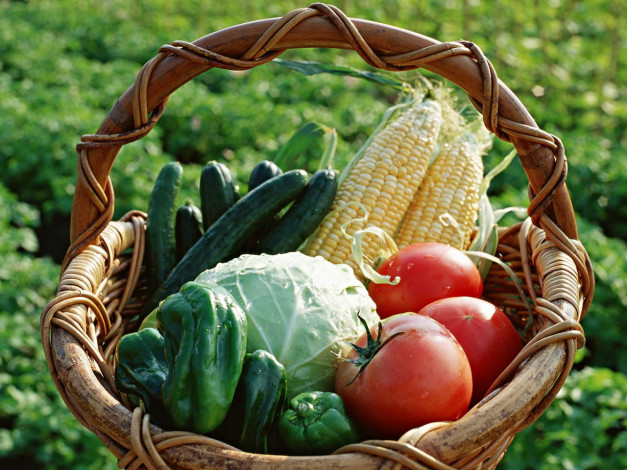 Обои картинки фото еда, овощи, помидоры, томаты, кукуруза