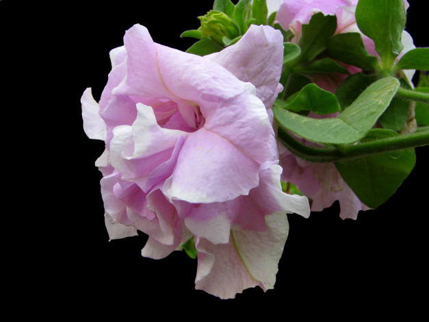 Обои картинки фото цветы, петунии, калибрахоа