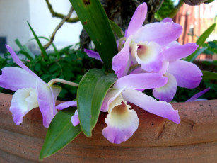 Картинка цветы орхидеи бело-лиловый