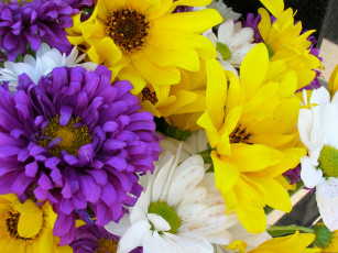 Картинка цветы разные вместе желтый белый фиолетовый