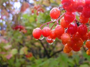 Картинка природа Ягоды капли дождя оранжевые ягоды