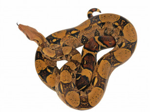 Картинка животные змеи питоны кобры белый фон