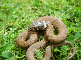 Картинка животные змеи питоны кобры трава листочки