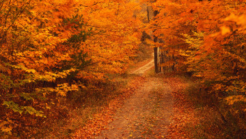 обоя природа, дороги, осень, деревья