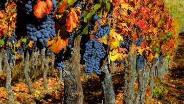 Картинка природа Ягоды виноград урожай осень