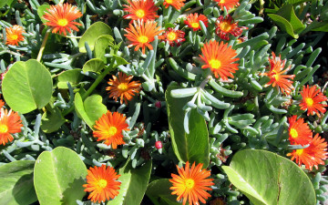 Картинка цветы календула оранжевый зеленый