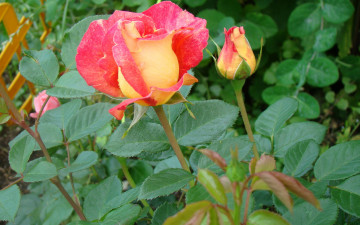 Картинка цветы розы цветник бутон
