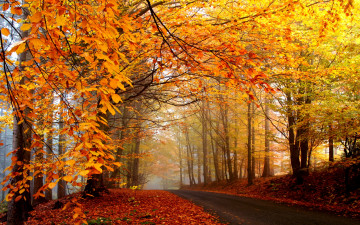 обоя природа, дороги, осень, лес, деревья