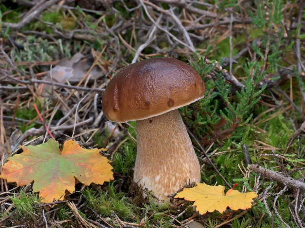 Обои картинки фото природа, грибы, гриб, мох, листья