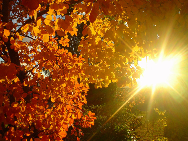 Обои картинки фото природа, листья, скамейка, солнце, дерево
