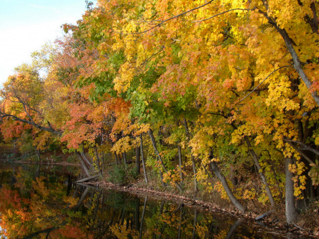 Обои картинки фото природа, реки, озера, вода, деревья, осень