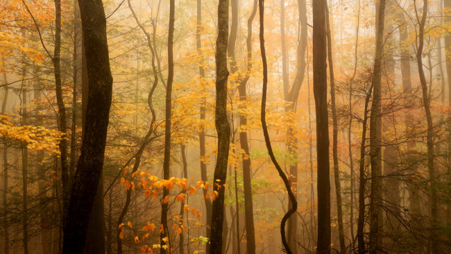 Обои картинки фото природа, лес, дымка, деревья, осень