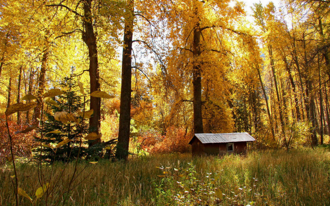 Обои картинки фото природа, лес, осень, домик, деревья, золотая, листва