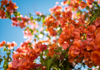 Картинка цветы бугенвиллея ветки солнце