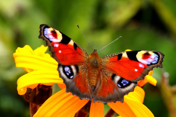 Картинка животные бабочки павлиний глаз крылья