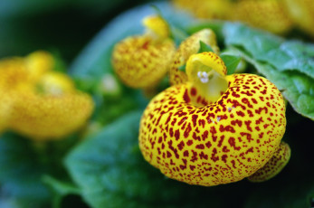 Картинка цветы кальцеолярия венерины башмачки желтый пестрый