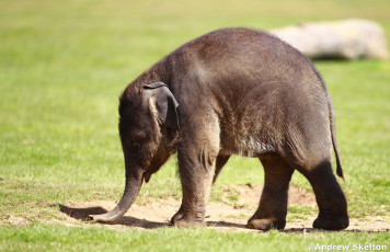Картинка животные слоны слонеок малыш маленький