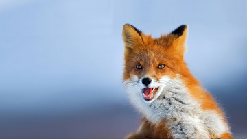 Картинка животные лисы лис фото рыжий смотрит фон