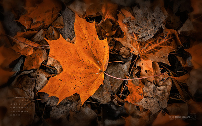 Обои картинки фото календари, природа, осень, клен, листок