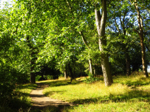 Картинка лондонский парк хэмпстед хит природа лужайка деревья лондон