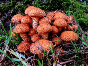 Картинка природа грибы лес трава летние опята