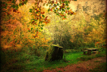 Картинка природа лес пень осень поляна трава скамейка