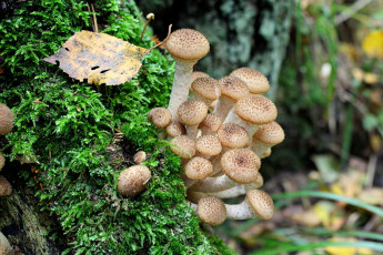 Картинка природа грибы опята семейка мох