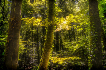 Картинка природа лес испания каталония