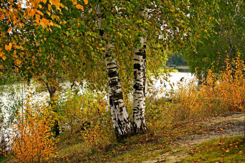 обоя природа, реки, озера, река, деревья, трава, Ярославль, осень