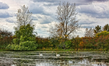 Картинка природа реки озера лес озеро водоросли птицы