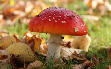Картинка природа грибы мухомор осень лес трава
