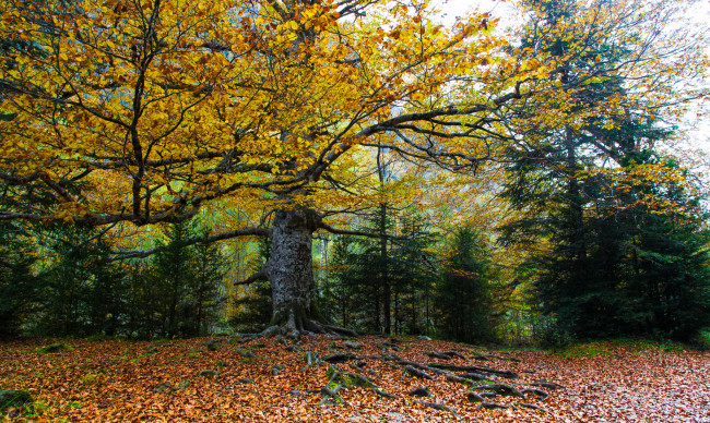 Обои картинки фото природа, лес, ели, листва, дуб, желтая, крона, осень