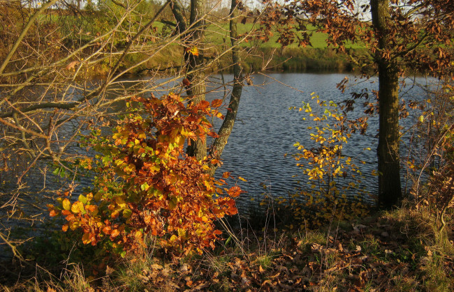 Обои картинки фото польша, шемуд, природа, реки, озера, река, трава, деревья, осень