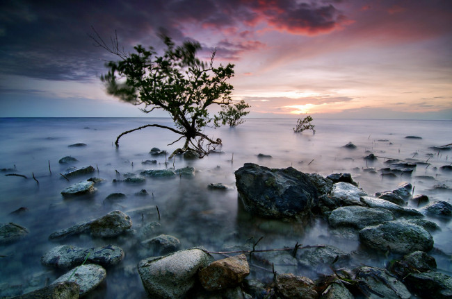 Обои картинки фото природа, побережье, зарево, тучи, туман, дерево, камни, озеро
