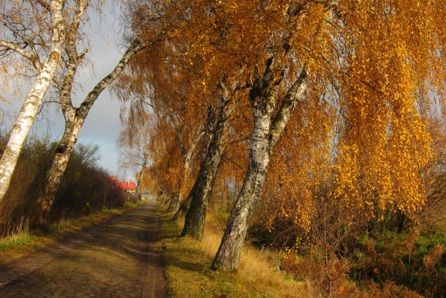 Обои картинки фото польша, косаково, природа, дороги, осень, деревья, дорога
