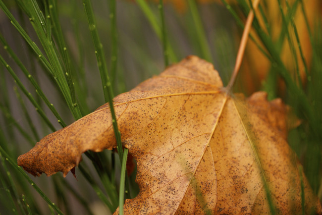 Обои картинки фото природа, листья, трава, лист, осень