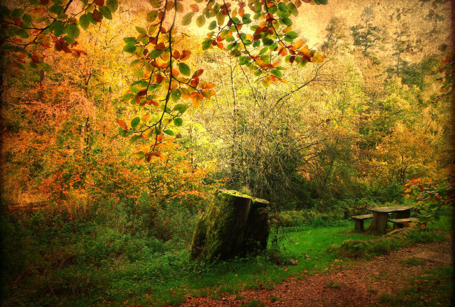 Обои картинки фото природа, лес, пень, осень, поляна, трава, скамейка