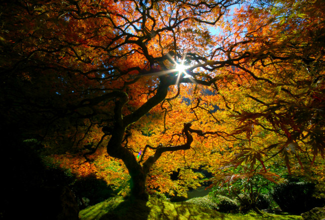 Обои картинки фото природа, деревья, осень, краски, свет, листья, кроны